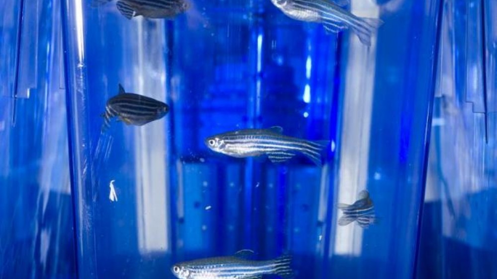 Six zebrafish in a tank