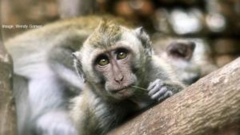 A macaque chewing on a twig