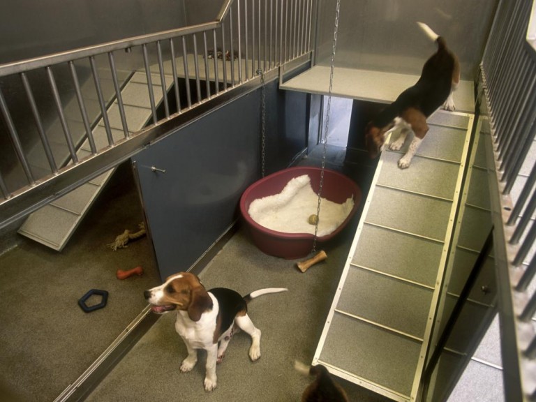 Two dogs seen in a pen. Pen subdivisions allow complexity and choice. Raised platforms offer visibility across the room. Suspended chews are provided as a means of environmental enrichment. A dog bed with fleecy bedding offers a comfortable resting place.